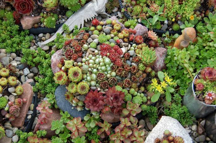 Sempervivum Dachwurz Hauswurz